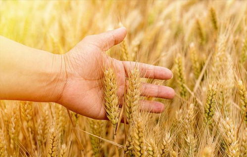 法国小麦 一亩能产多少斤粮食 对比中国小麦 品质差距明显
