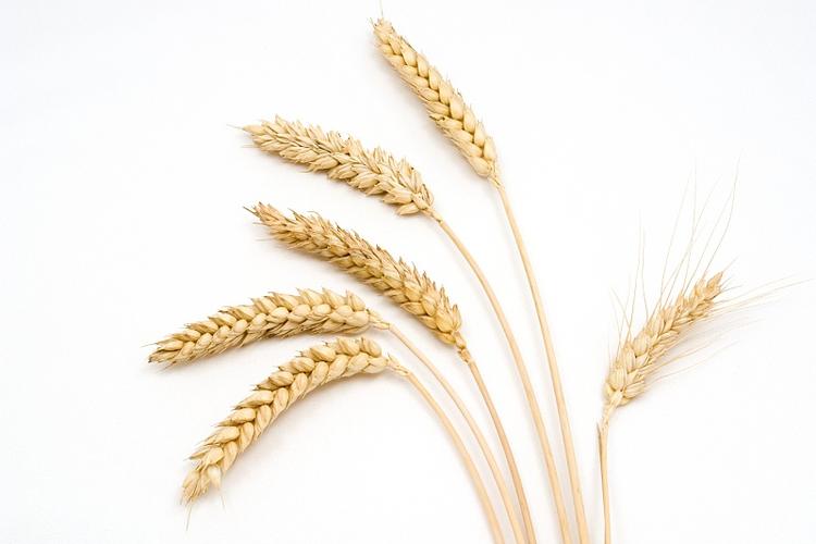 乌拉尔图小麦小麦的祖先之一小麦为什么能够成为主要粮食