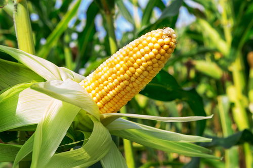 国内定向稻谷开始投放 乌克兰玉米出口可能受阻