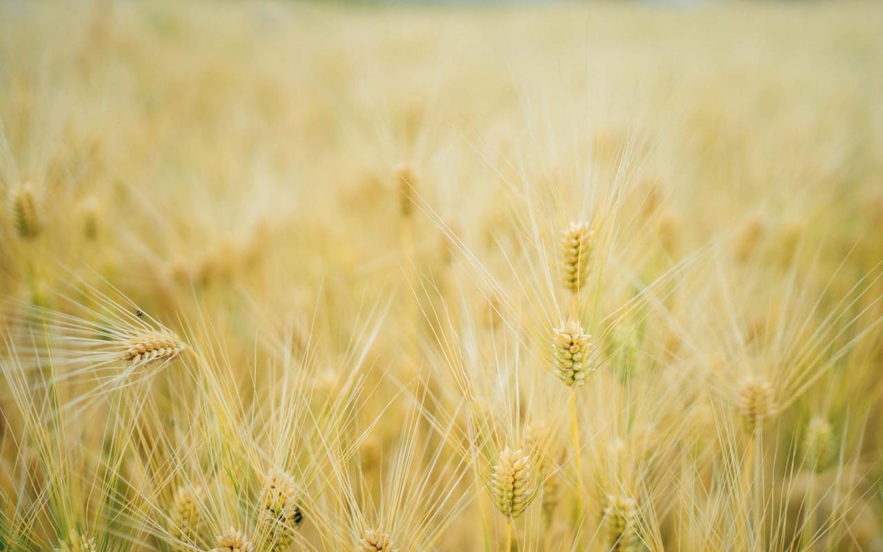 秋天田园小麦唯美高清图片桌面壁纸