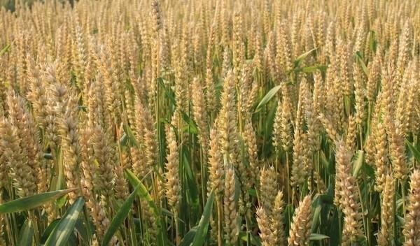 山东小麦几月份收割一年可以种几次