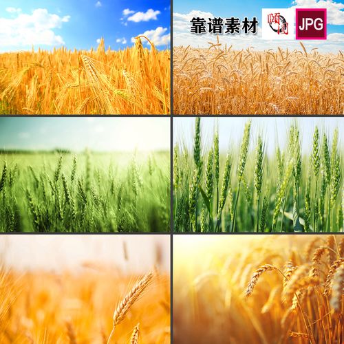 金色麦浪麦田麦子小麦麦穗风景jpg高清图片设计素材