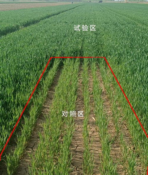 农极客喷一喷在河北沧州小麦上的效果反馈